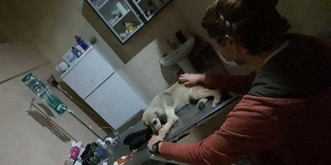 Çanakkale’de 16 köpeğin zehirlenerek öldürülmesiyle ilgili yeni gelişme