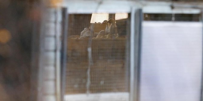 Hollanda'da 'kuş gribi' paniği