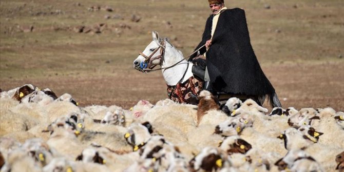 Kars'taki asırlık koç katım geleneği renkli görüntüler oluşturdu