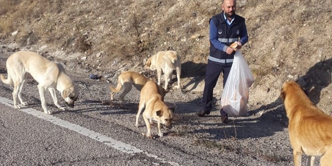 Sevimli patiler sahipsiz değil