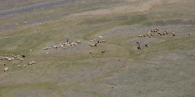 Ardahan'da kayıp koyun sürüsü, dronla bulundu