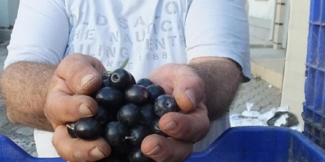 Tarım Kredi Kooperatifi zeytin alım fiyatını açıkladı