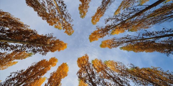 Tunceli ormanlarında güz renkleri göz kamaştırıyor