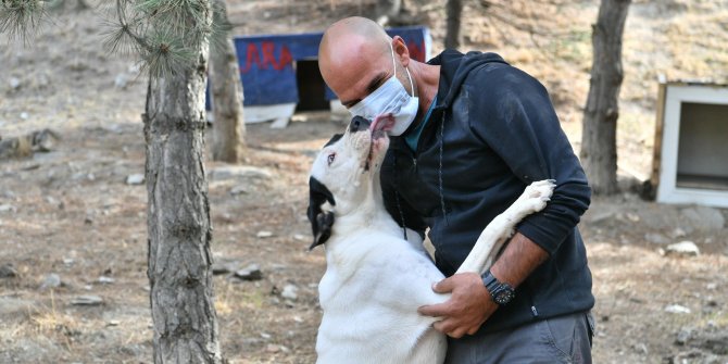 Sokak köpekleri artık daha güvende