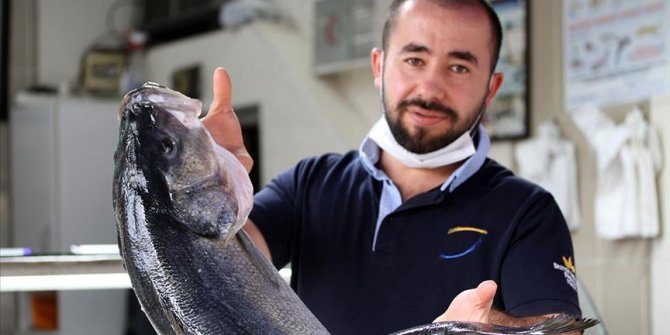 Ağlara takılan 15 kilogramlık levrek 2 bin 550 liraya satışa sunuldu