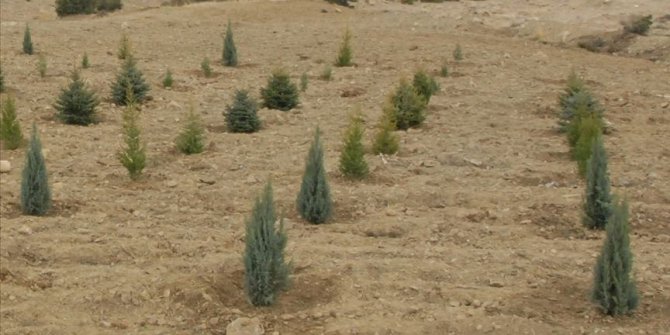 TDV hayırseverlerin desteğiyle Hatay'da 10 bin fidanı toprakla buluşturacak