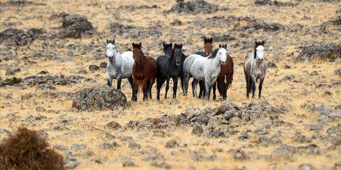 Tunceli'de yılkı atları bozkırlara renk katıyor