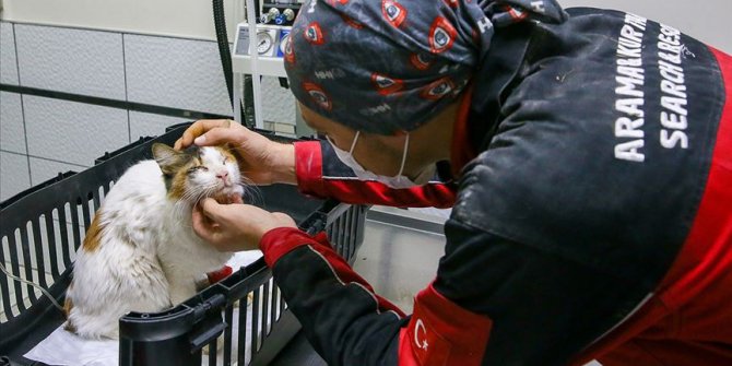 Depremde enkazdan çıkarılan kediler unutulmadı