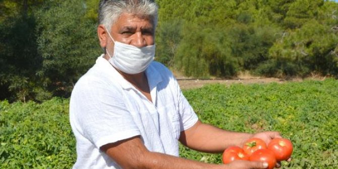 Datça'da güz domatesi hasadı başladı