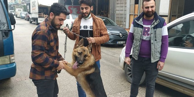 Köpeği çaldığı sanılıyordu; aracıyla çarpınca veterinere götürmüş
