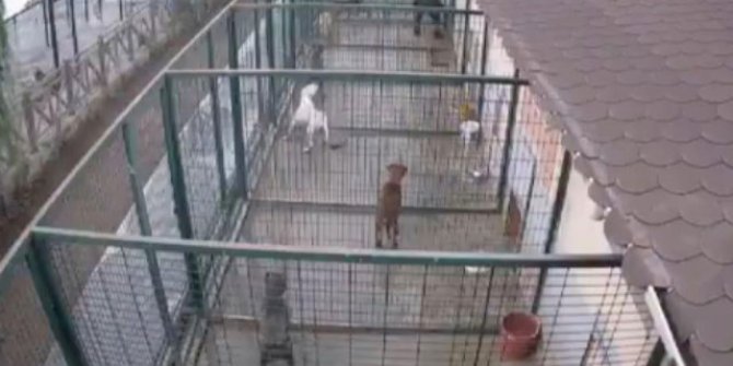 Ankara'da rehabilitasyon merkezinde köpeklere eziyet iddiası