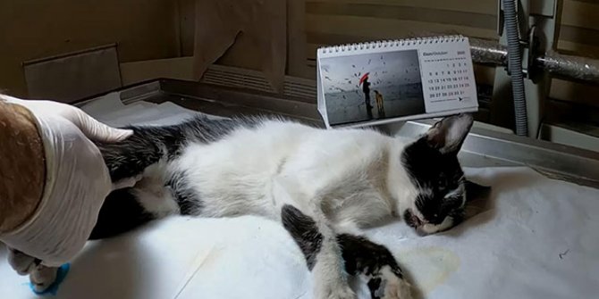 Baygın halde bulunan sokak kedisi, çürük dişi nedeniyle yemek yiyememiş 