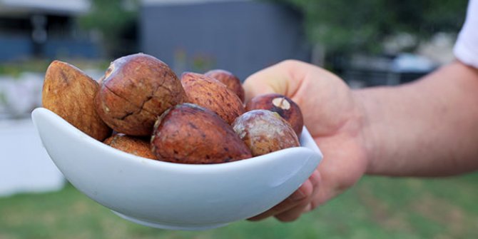 Avokado talebine yetişemeyen üreticiler, çekirdek toplamaya başladı  