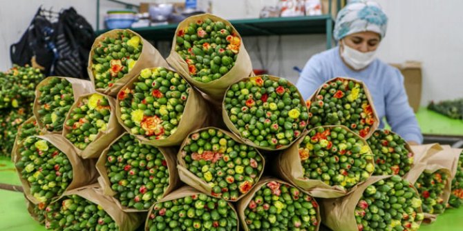 150 milyon dal Noel çiçeği çöpe gidebilir