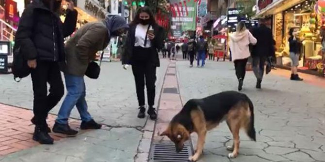 Mazgala bakan sokak köpeği, ilgi odağı oldu