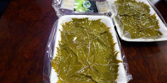 Trakya'nın filme konu olan ünlü 'Yapıncak yaprağı' tescillendi
