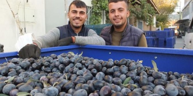 Burhaniye’de zeytin, üreticinin yüzünü güldürdü