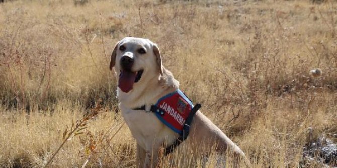 Kaybolan Alzheimer hastası kadını iz takip köpeği 'Dost' buldu
