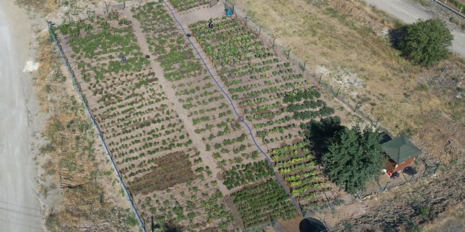 Toplanan mahsuller, hizmet içi ihtiyaçlarda karşılanıyor