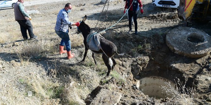 Foseptik çukuruna düşen eşek kurtarıldı