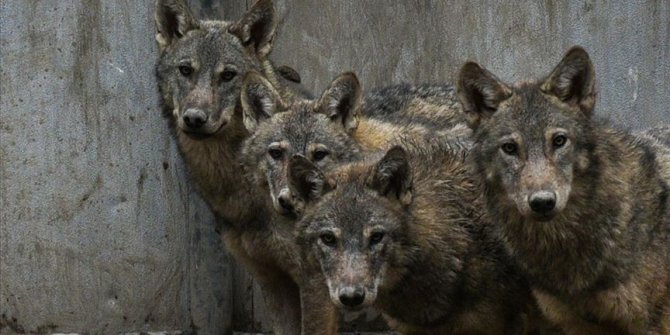 Mehmetçiğin dağda bulduğu kurt yavrularının Kars'taki tedavisi sürüyor