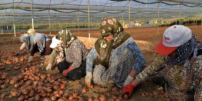 'Marmara'nın küçük Antalya'sı'nda soğan dikim mesaisi