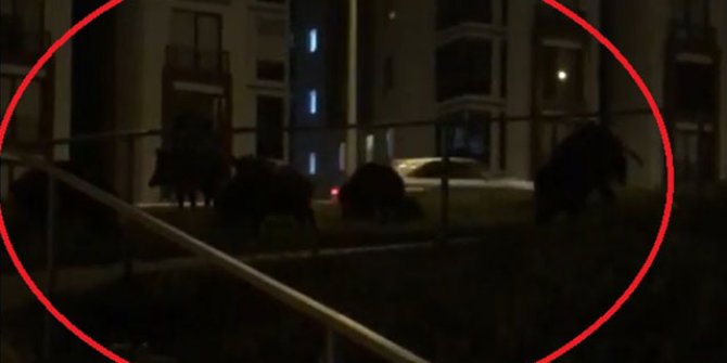 Mudanya'da görülen domuz sürüsü tedirgin etti