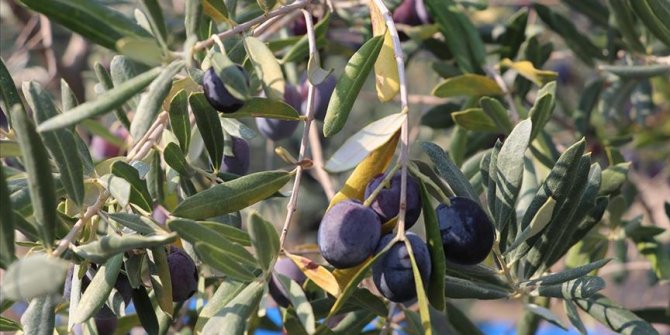 Hatay'da zeytin verimi azaldı, kalite arttı