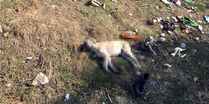 Isparta'da 7 köpeğin zehirlenmesine inceleme