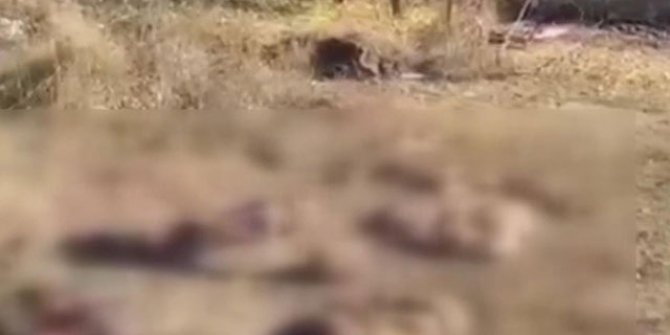 Kelbecer’den ayrılan Ermeniler'den hayvan katliamı