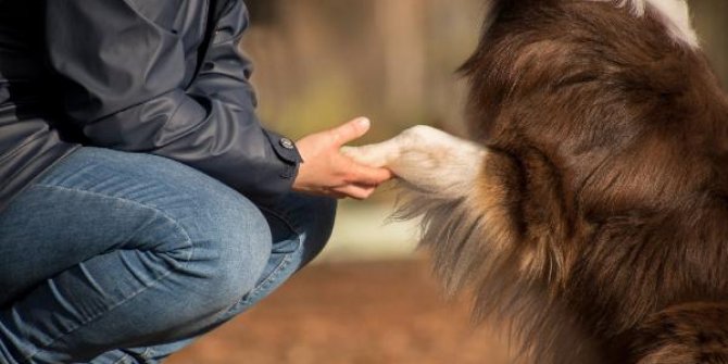 İspanyol akademisyenlerden koronavirüs analizi: Köpek sahipleri risk altında