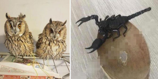 İnternetten hayvan satanlara pet marketlerden tepki: Yılan, baykuş, akrep bile satıyorlar