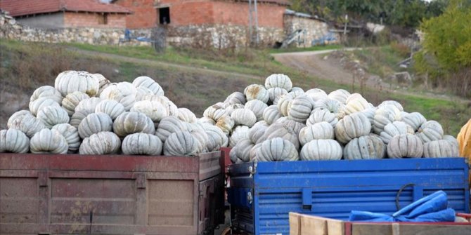 Kızıldamlar kestane kabağı 'kalitesiyle' tarlada satıcı buldu