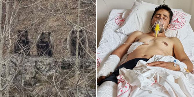 Ayı saldırısında yaralandı, köpekler ölümden kurtardı