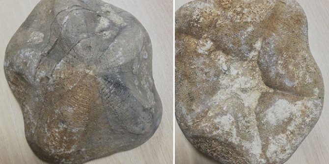 Çanakkale'de piyasa değeri 4 milyon lira olan 2 fosil ele geçirildi