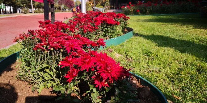 Keçiören’in parkları kasımpatılarla donatıldı