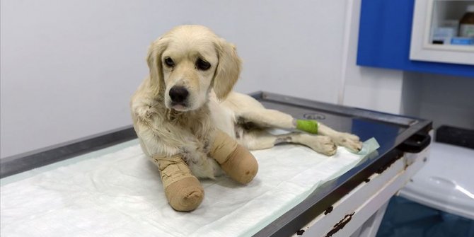 Samsun'da patileri kesilen köpekle ilgili 3 kişi gözaltına alındı