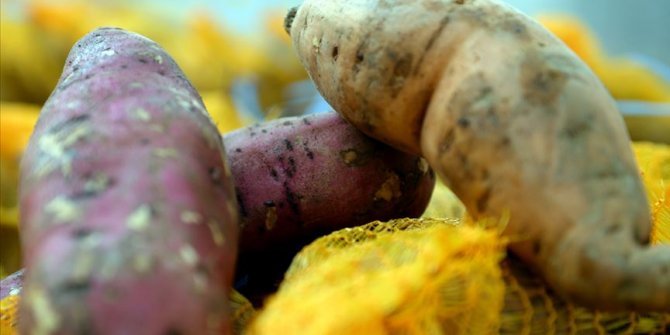 'Tatlı patates' üretimi yaygınlaşacak