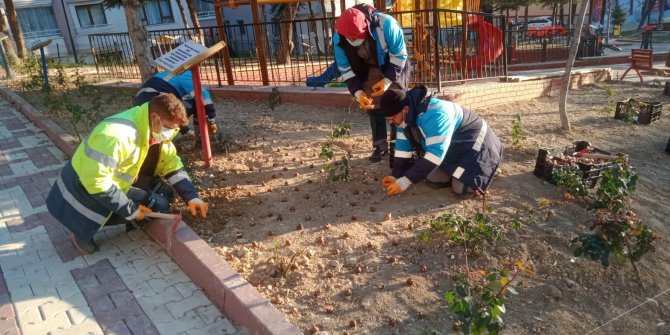 Pursaklar'da laleler toprakla buluşuyor