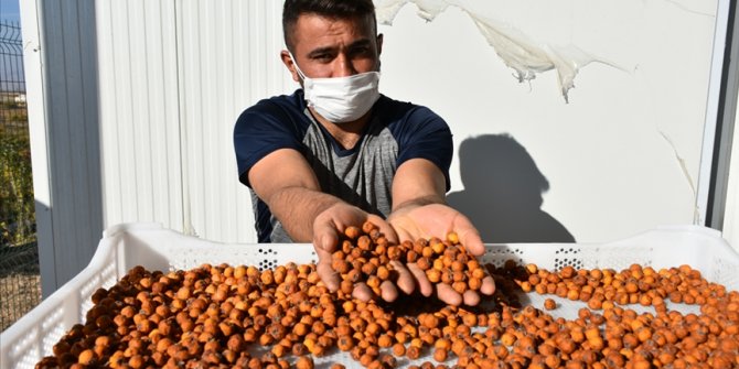 'Alıç'ı kurutarak ekonomik değerini yaklaşık 8 kat artırdı