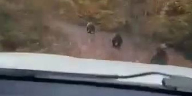 Köy yolundaki 4 ayı yavrusunu cep telefonu ile görüntülediler