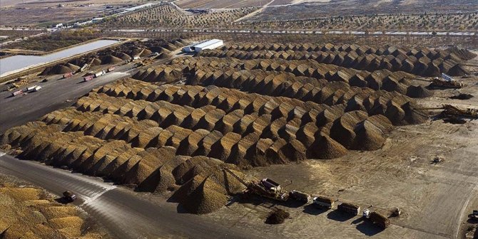 Tarladan sofralara 'tatlı' yolculuk