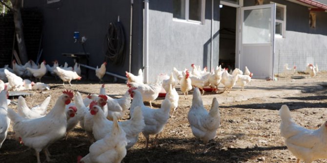 Okul bahçesindeki kümesten sağlanan yumurtalar öğrencilere burs oldu