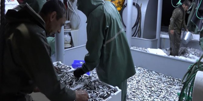 Kasa kasa hamsiyle dönüyorlar