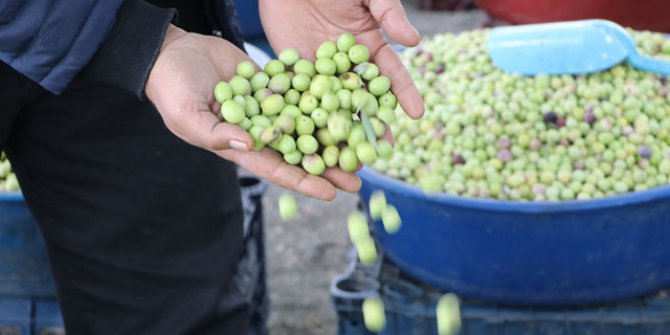 Şanlıurfa'da günde 5 ton yeşil zeytin satılıyor