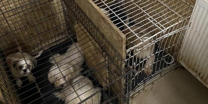 Ankara'da binanın bodrumunda 68 köpek bulundu