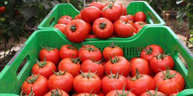 Kasımda fiyatı en fazla artan ürün domates, en çok düşen ürün limon oldu