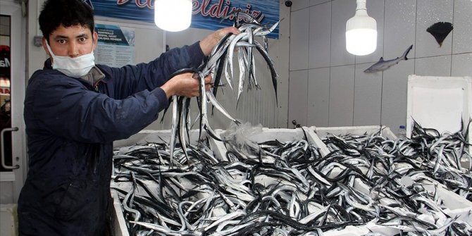 Sinop'ta zargana avında bolluk yaşanıyor