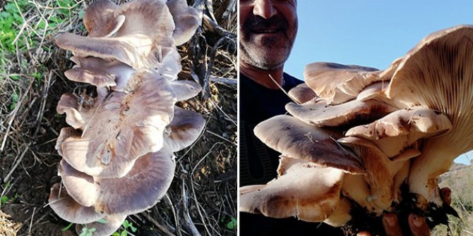 Bulduğu 5 kilo 624 gram ağırlığındaki mantar şaşırttı