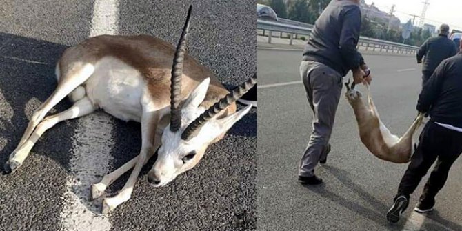 Yaralı ceylanı veterinere götürmek için alıp, 'telef oldu' diyen 2 kişiye 24 bin lira ceza